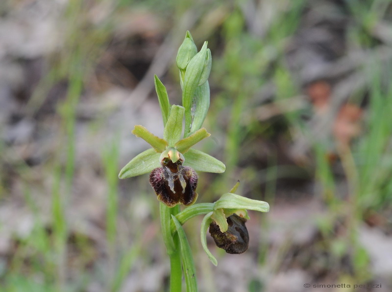 Orchidee del Chianti - Ophrys sphegodes e altre...